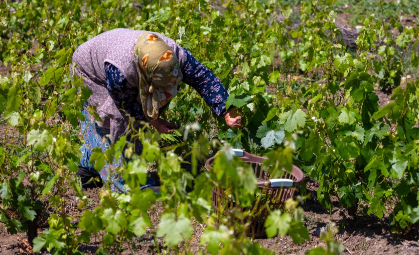 Kırklareli bağ bozumu festivali