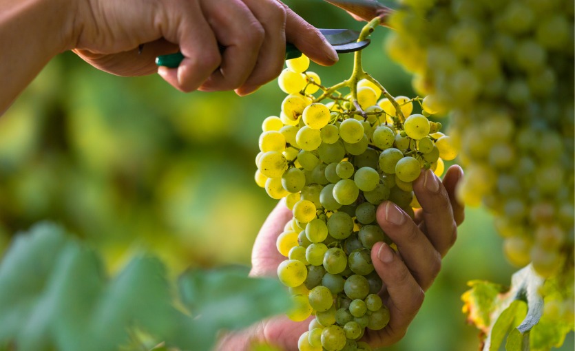 Kırklareli bağ bozumu