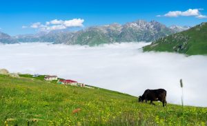 Rize Yaylaları Kavron Yaylaları