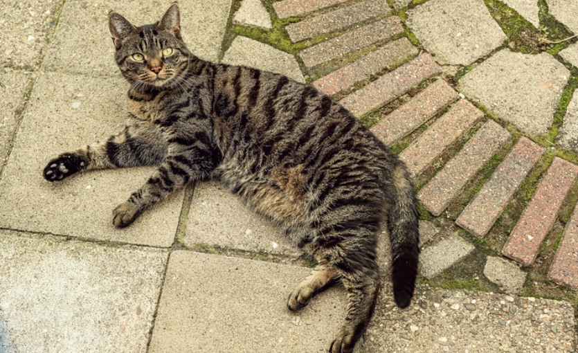 İngiliz Hükümeti Kedi İstihdam Ediyor