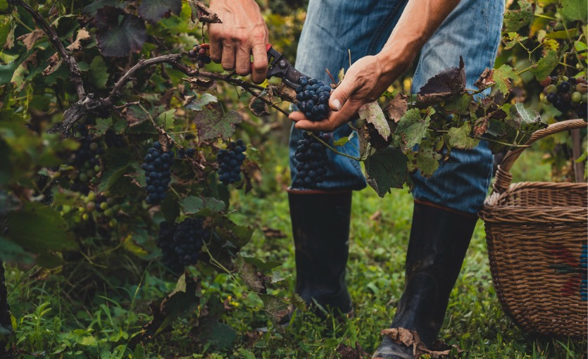 Urla bağ bozumu ne zaman
