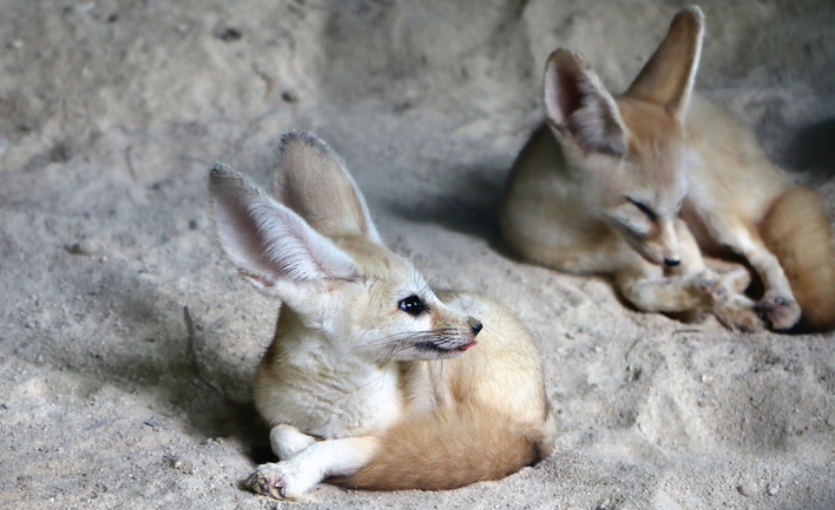 Ülkenin Adı ve Başkenti Aynı İsme Sahip