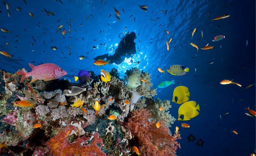 marsa alam'da neler yapılır