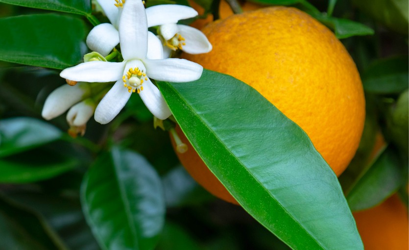 Adana Portakal Çiçeği Festivali Ne Zaman Başladı?