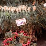 alaçatı ot festivali