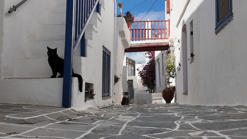 Sifnos, kediler