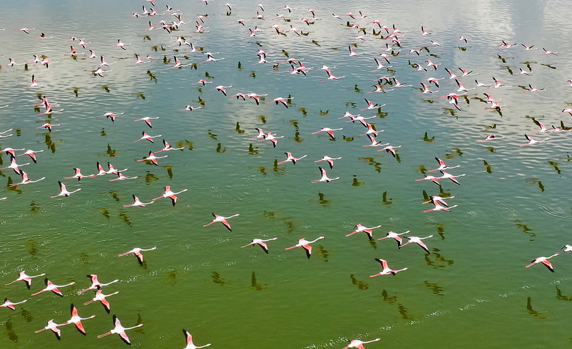 Tuz gölü, flamingolar